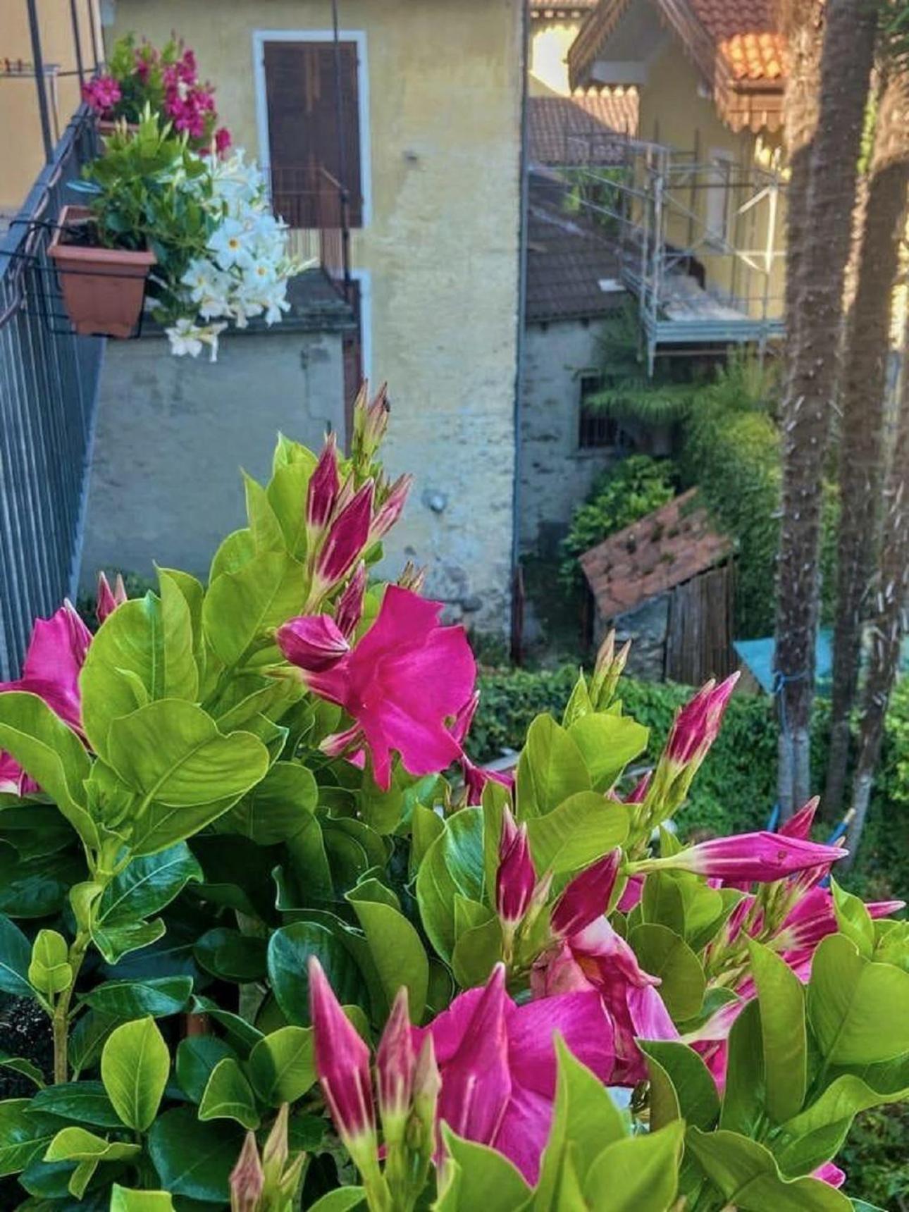 Casa Doris Διαμέρισμα Oggebio Εξωτερικό φωτογραφία